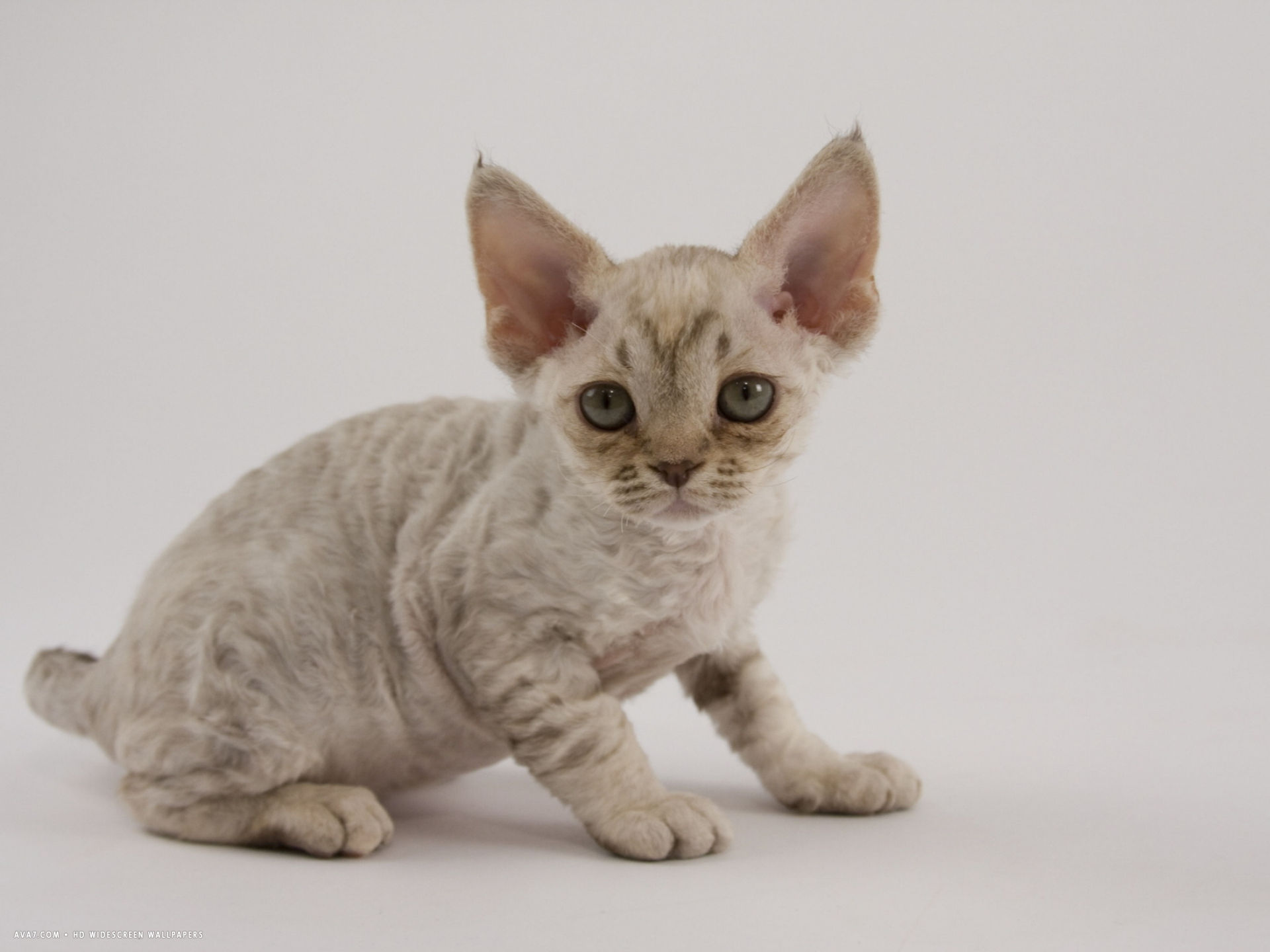 Cat 1