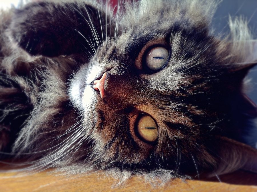 Cat 2