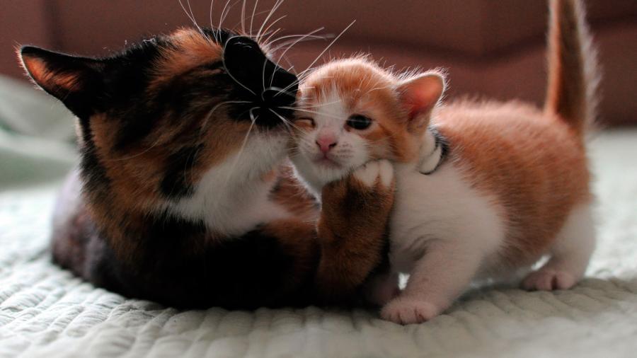 Cat 3