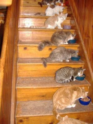 Cat 4