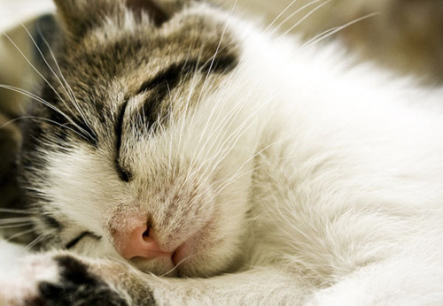 Cat 5