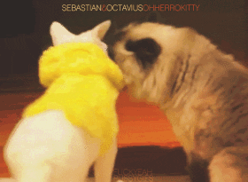 Cat 457