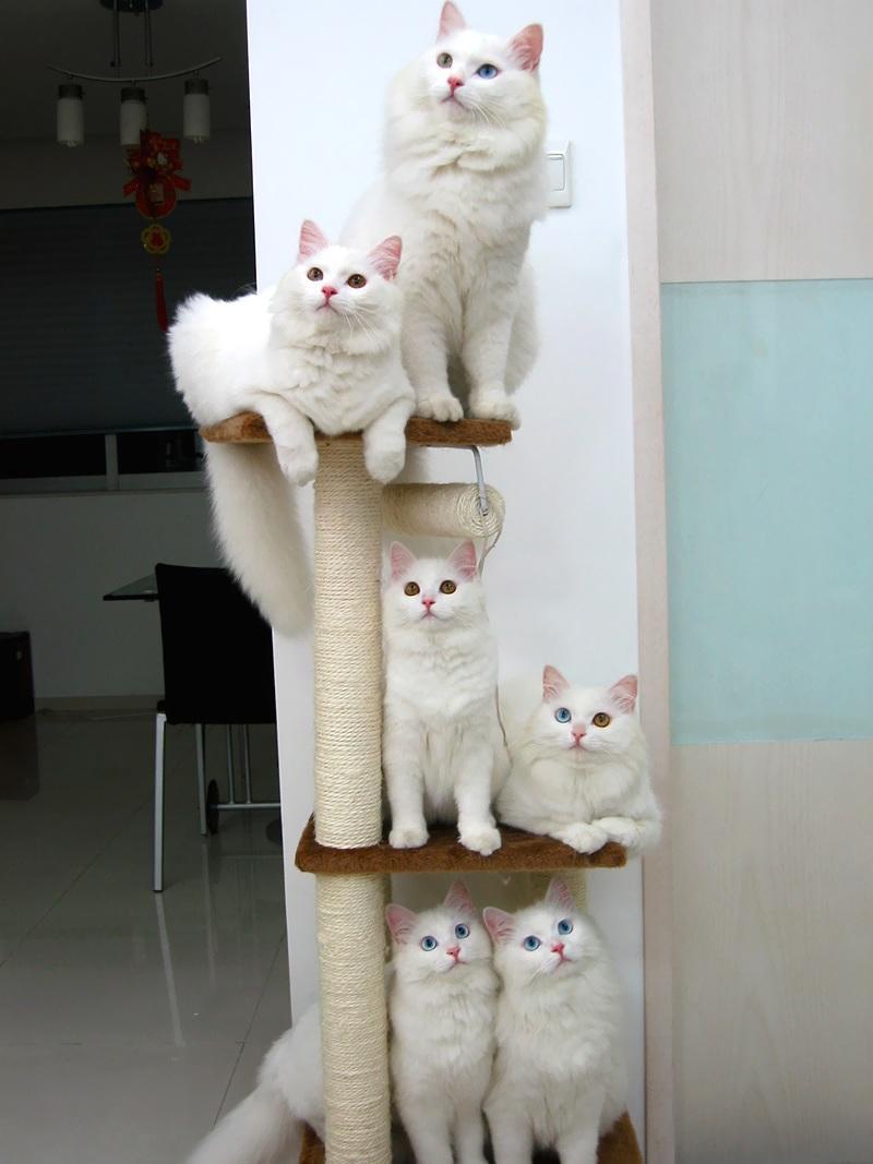 Cat 6
