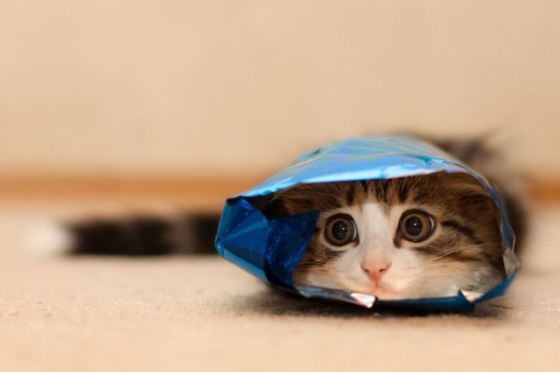Cat 7