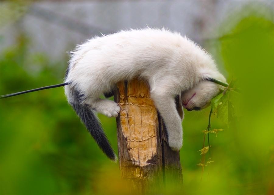 Cat 8