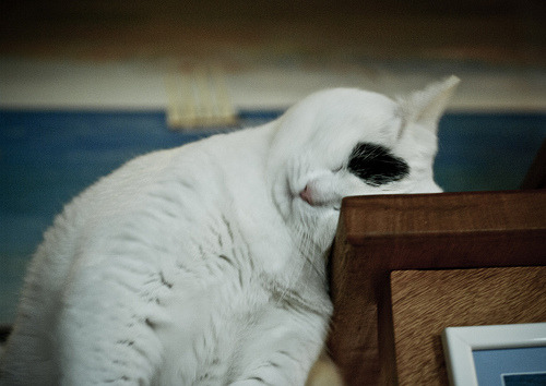 Cat 11