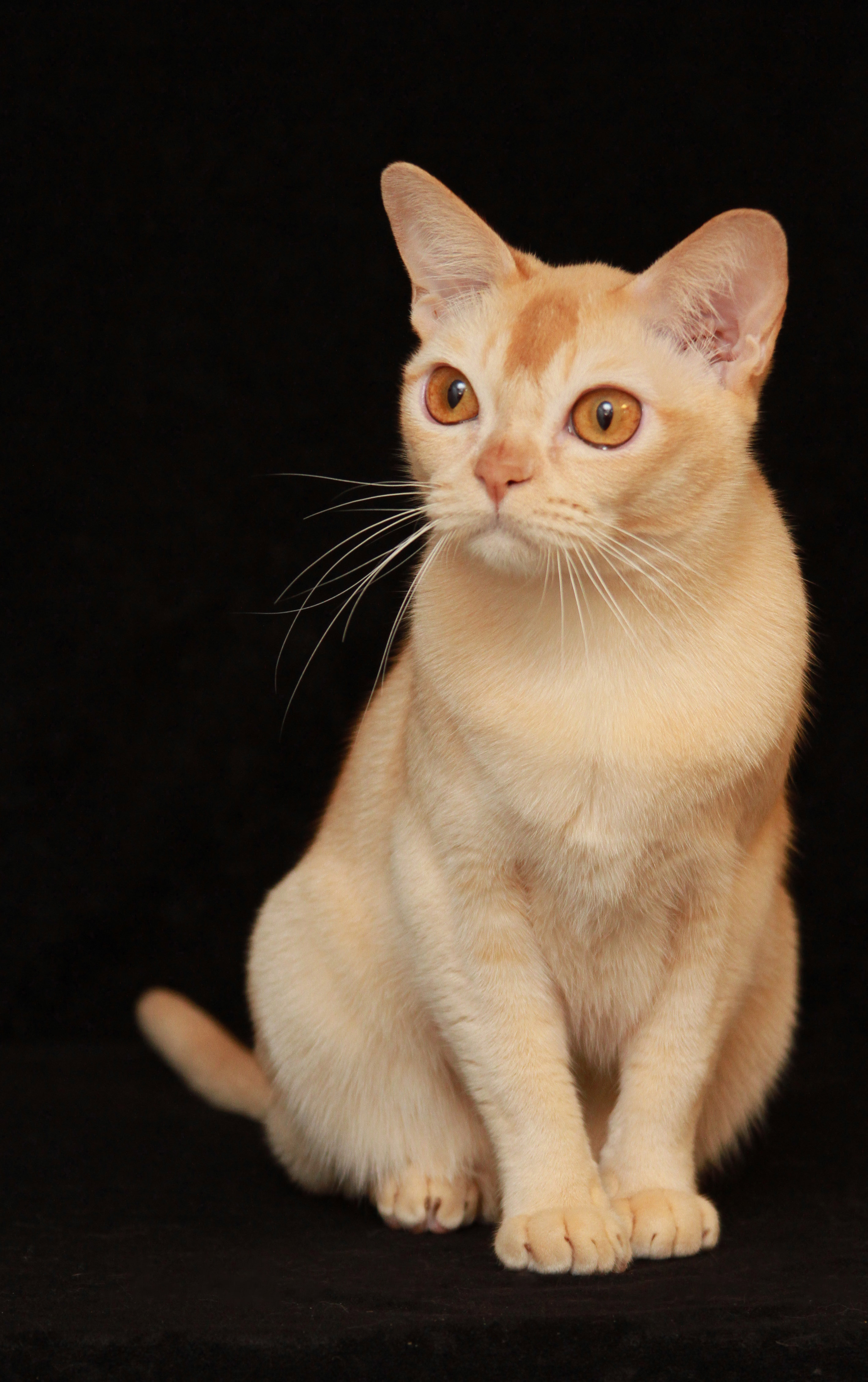 Cat 12