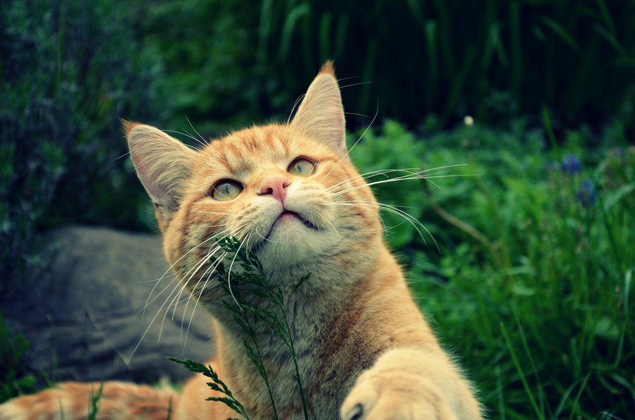 Cat 13