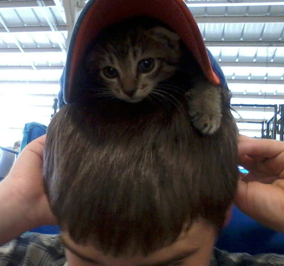 Cat 15