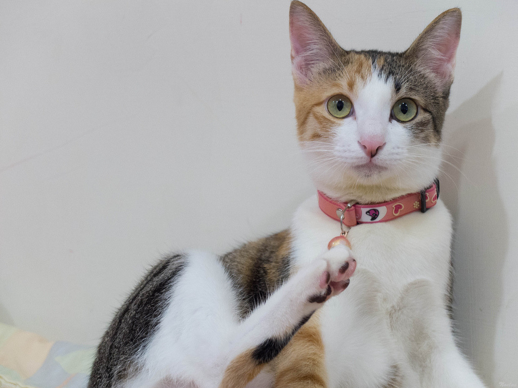 Cat 16