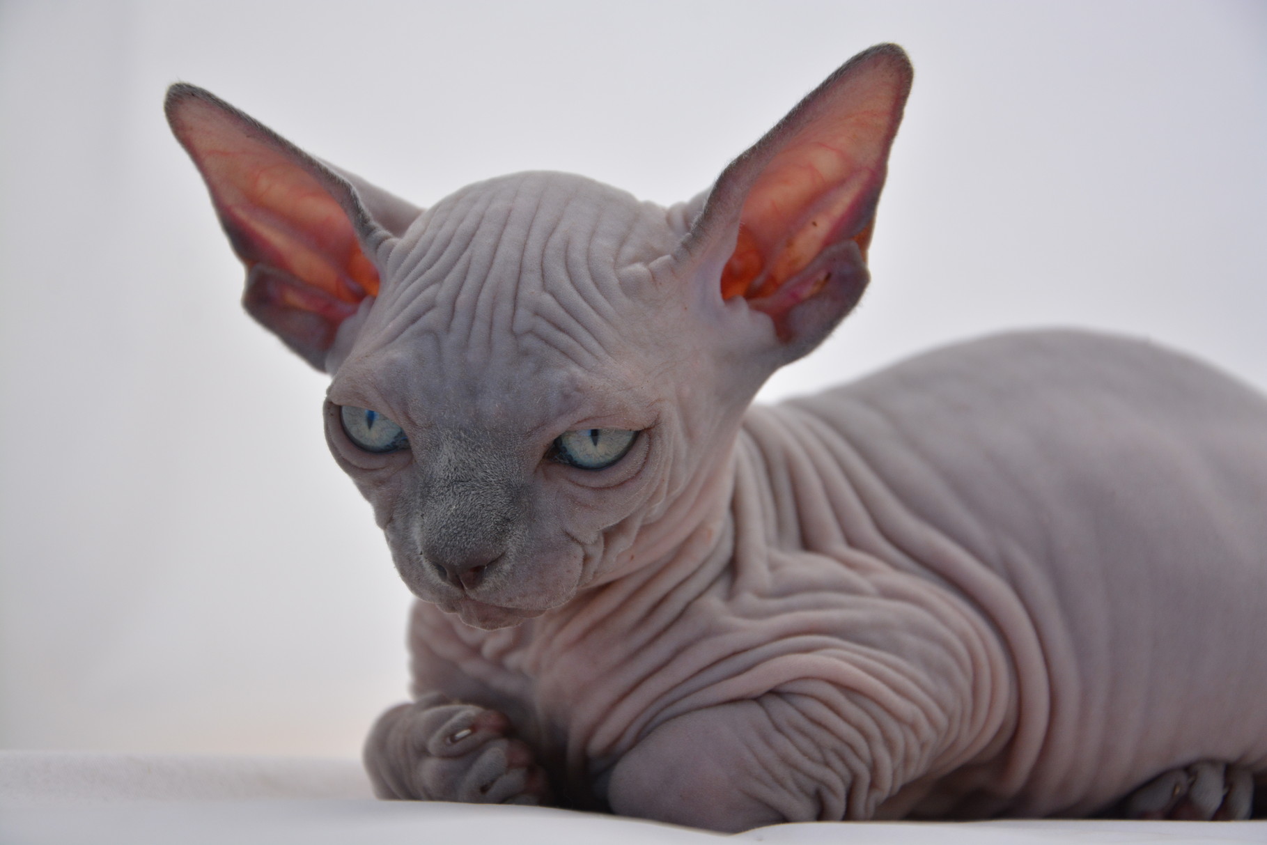 Cat 17