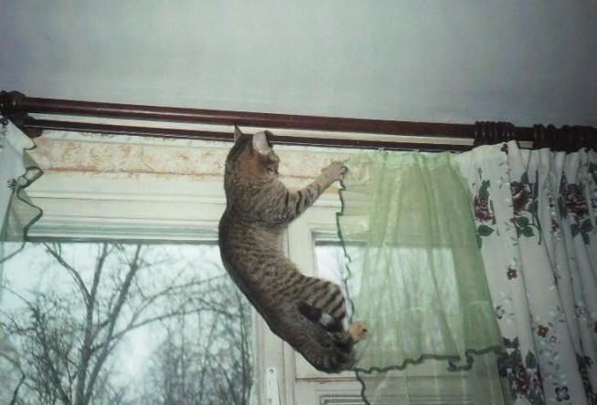 Cat 18