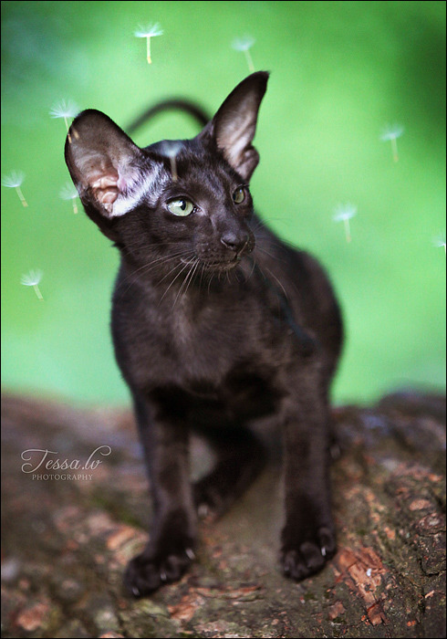 Cat 19