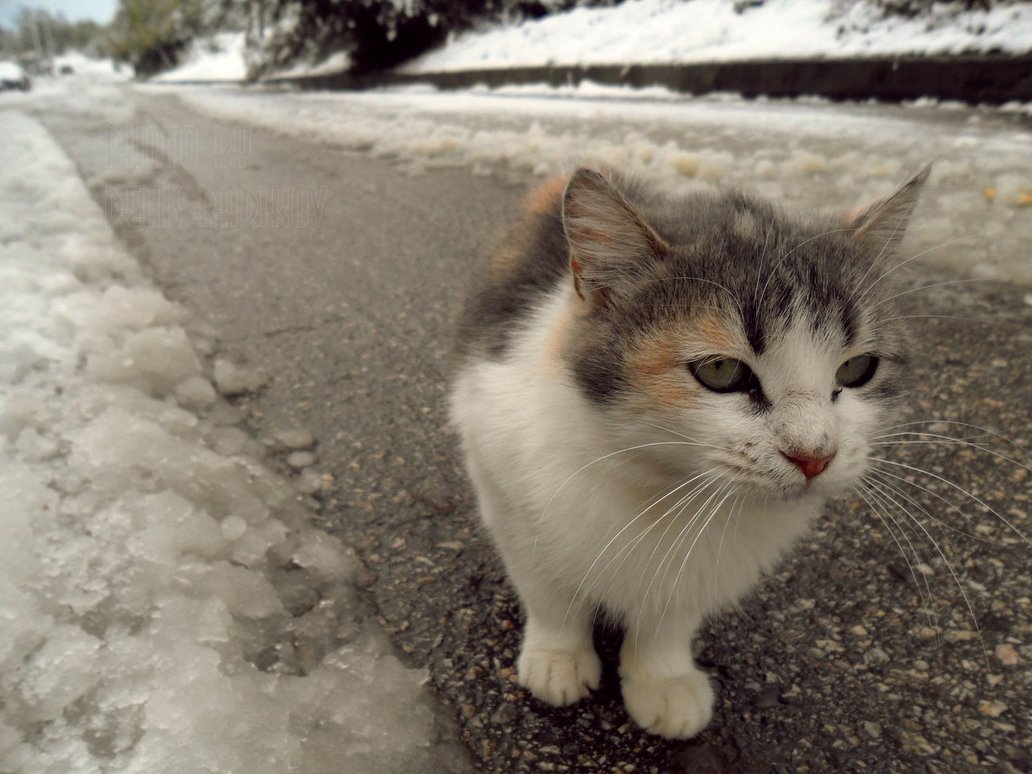 Cat 21
