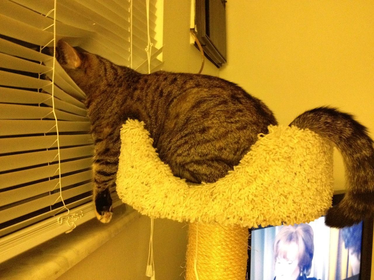 Cat 28