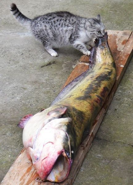 Cat 33