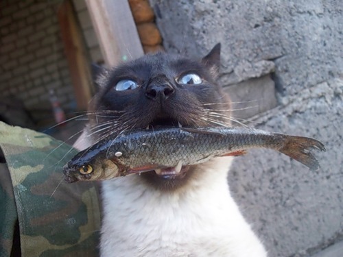 Cat 35