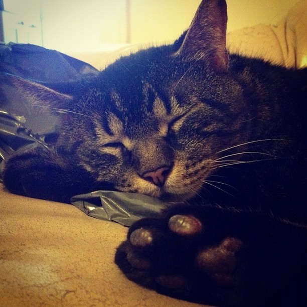 Cat 37