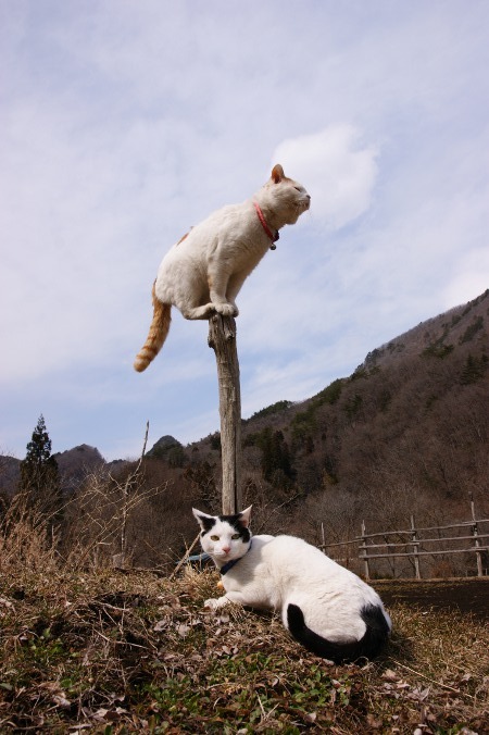 Cat 38