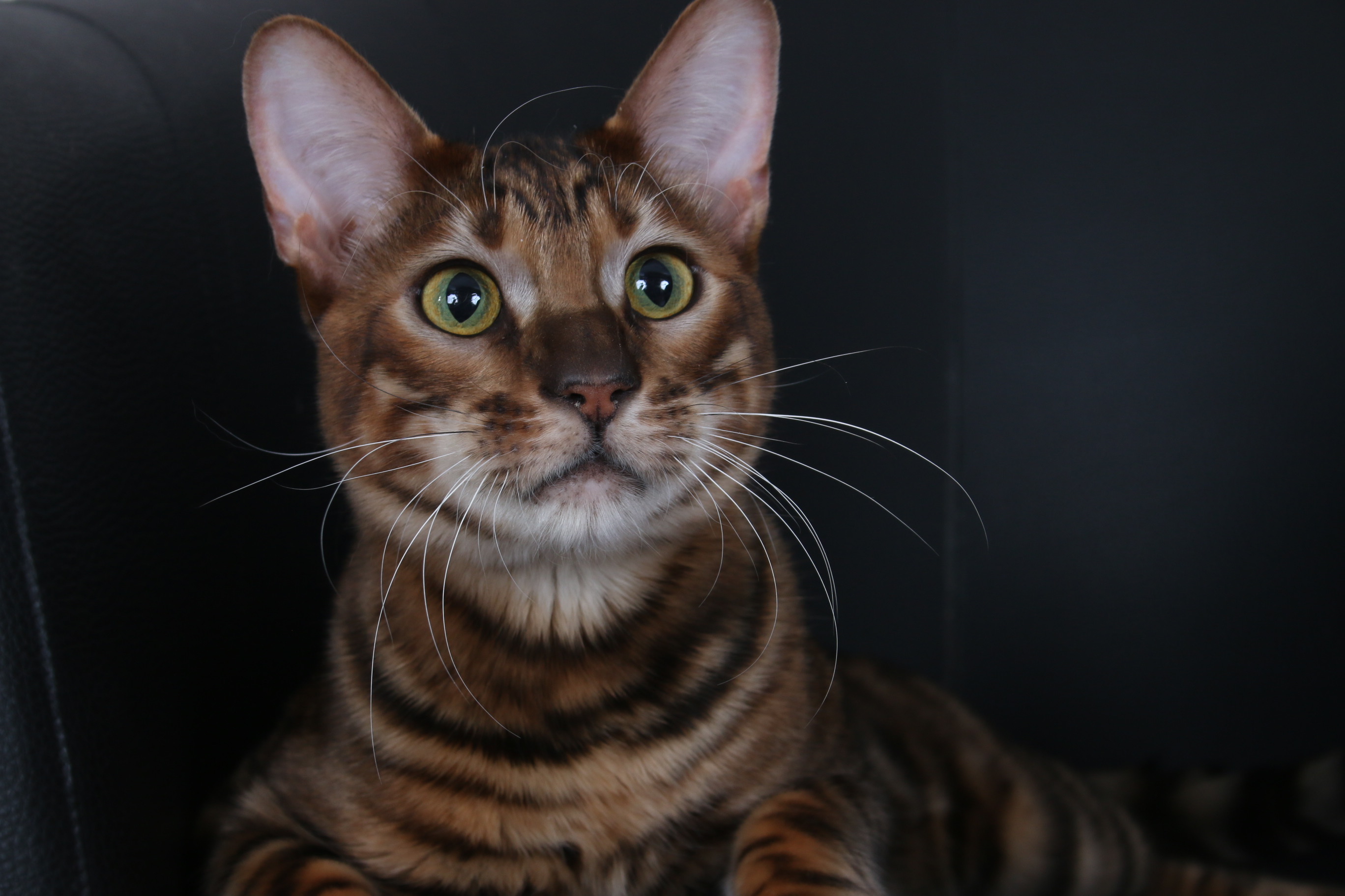 Cat 39