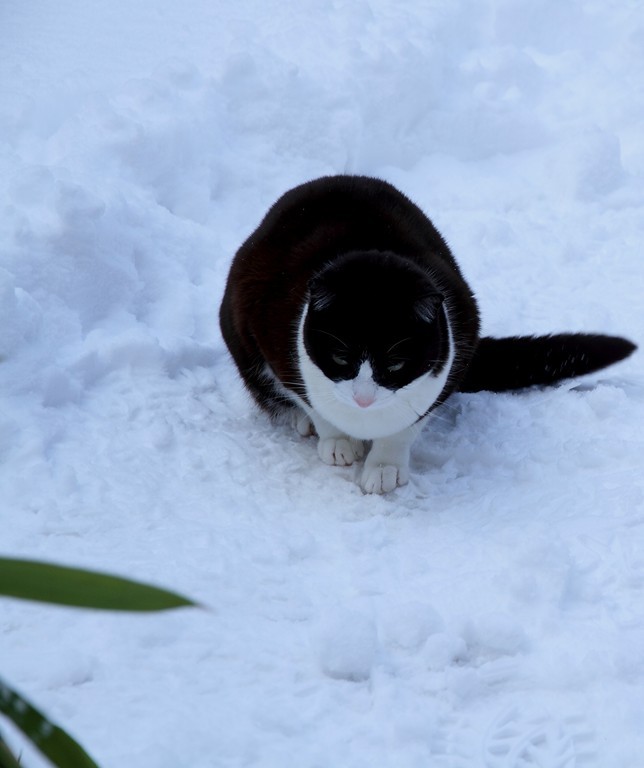 Cat 41
