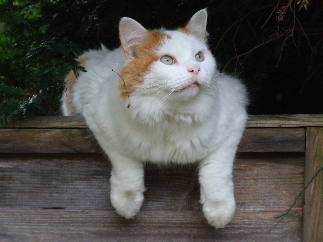 Cat 42