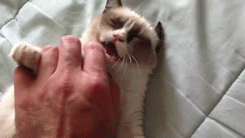 Cat 462