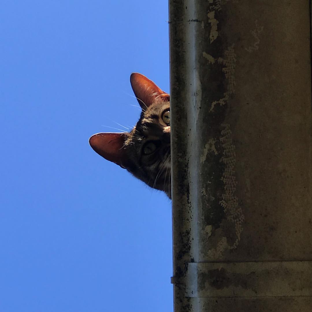 Cat 44