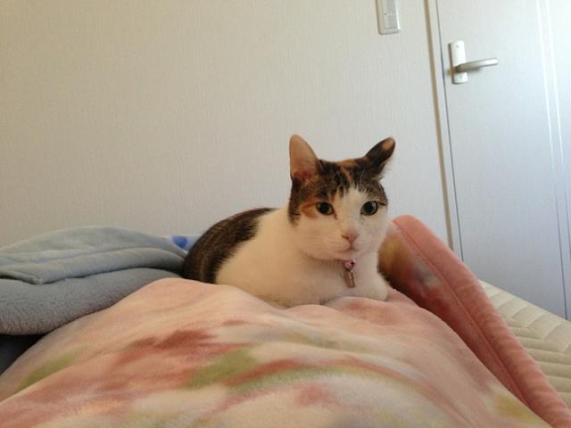 Cat 45