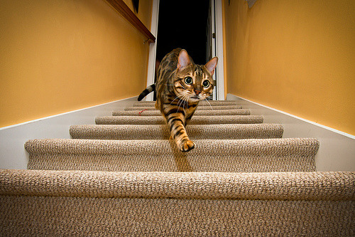 Cat 46