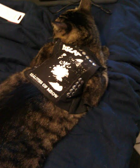 Cat 48