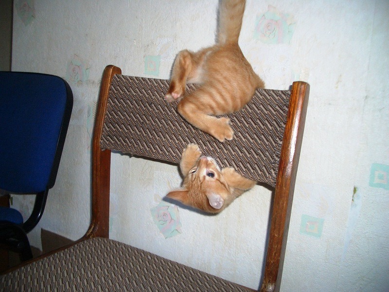 Cat 49