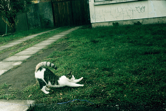 Cat 50