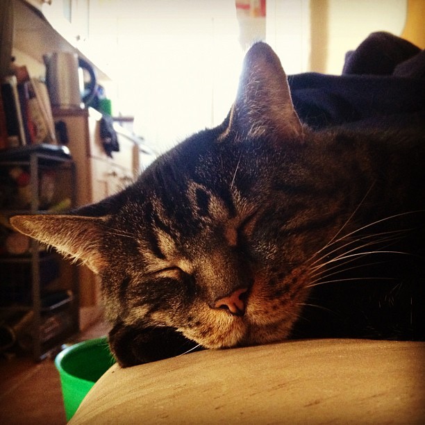 Cat 51