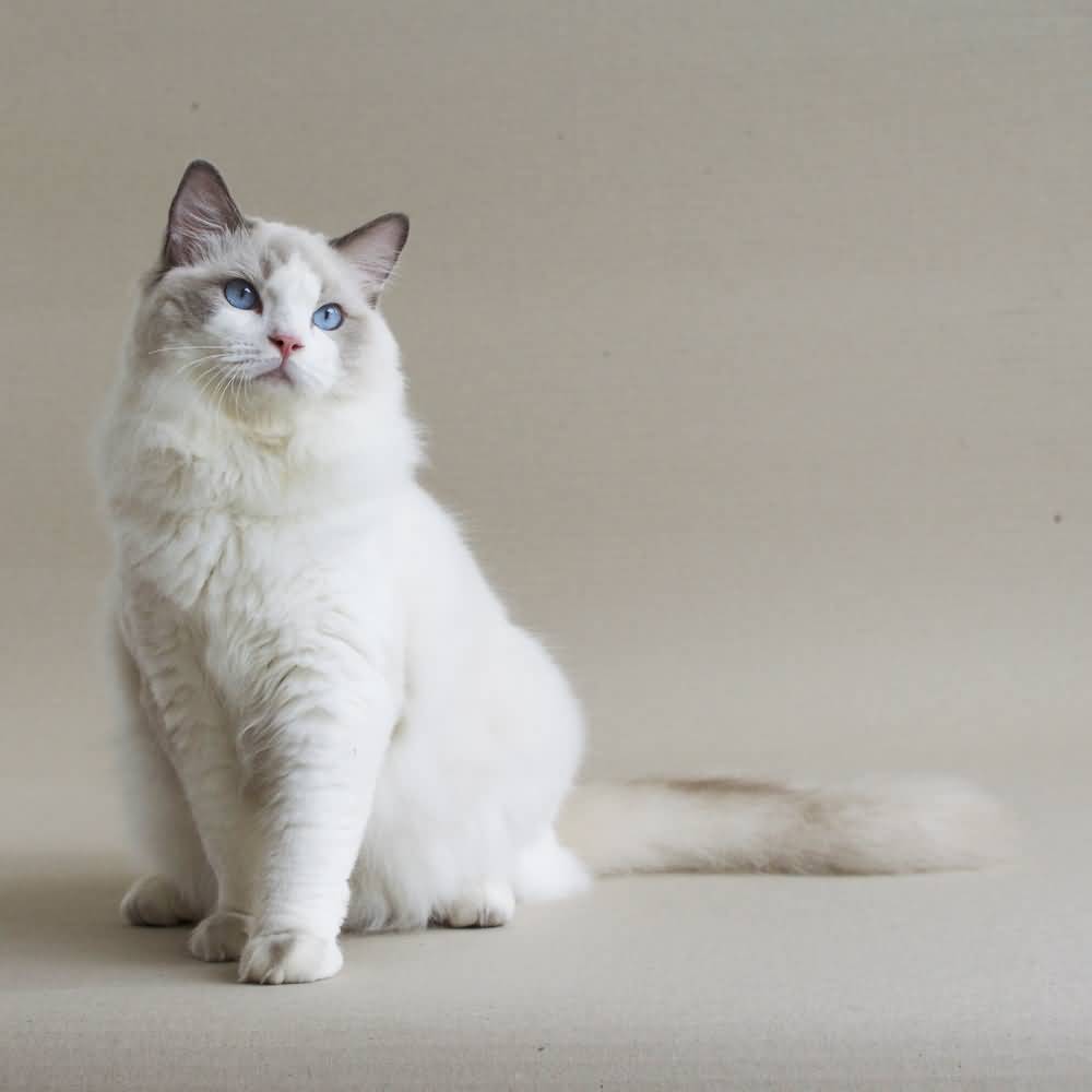 Cat 52