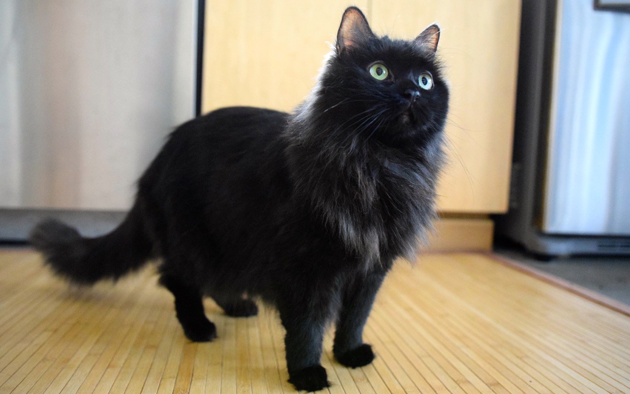 Cat 55