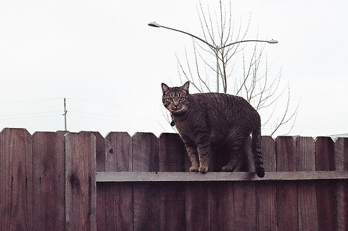 Cat 56