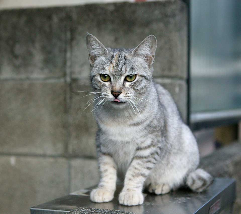 Cat 57