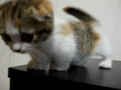Cat 463