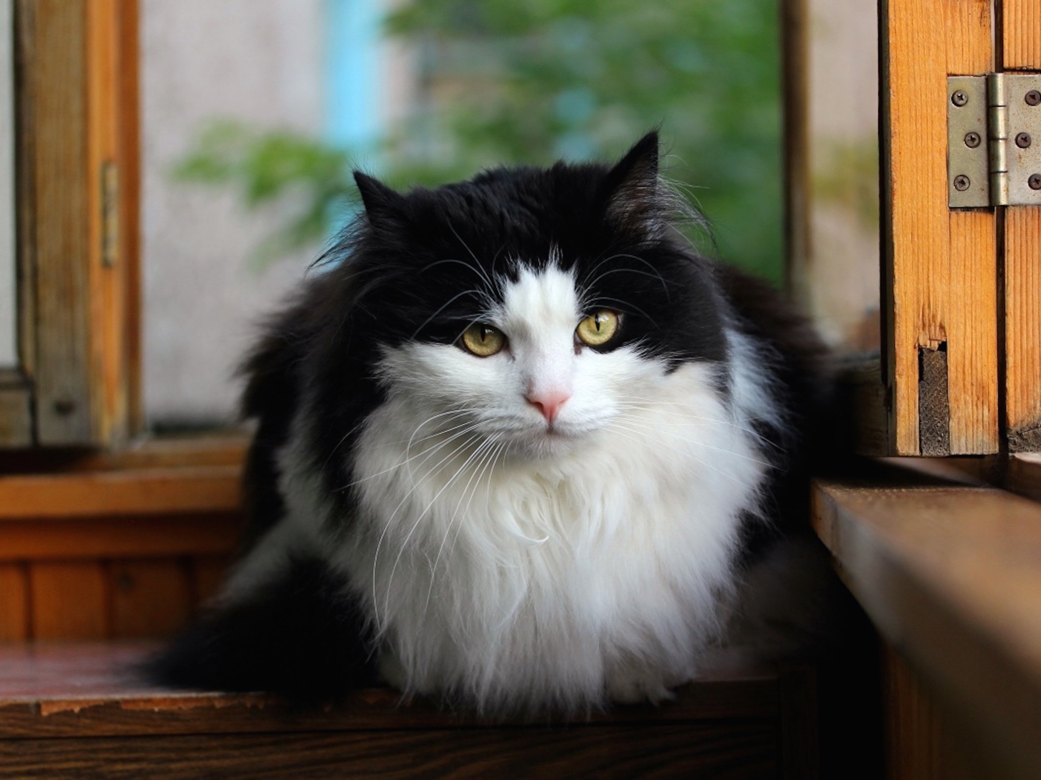 Cat 70