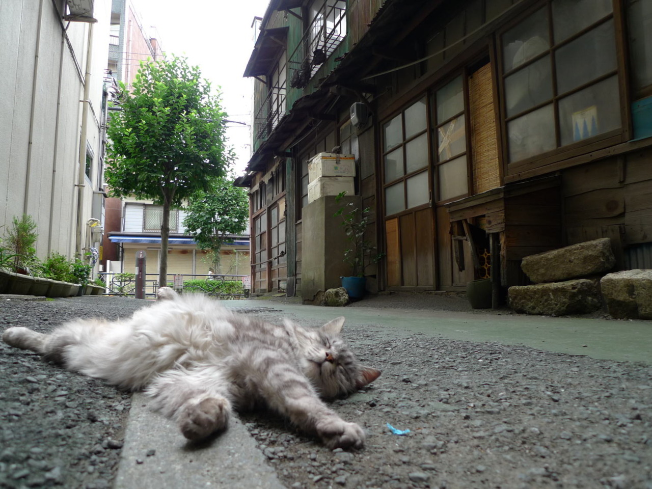 Cat 71