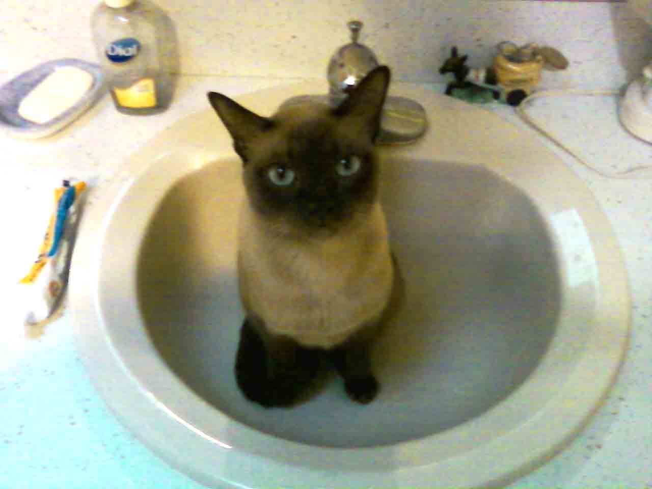 Cat 78