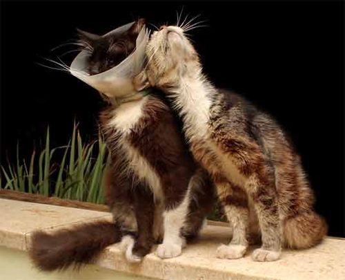 Cat 80
