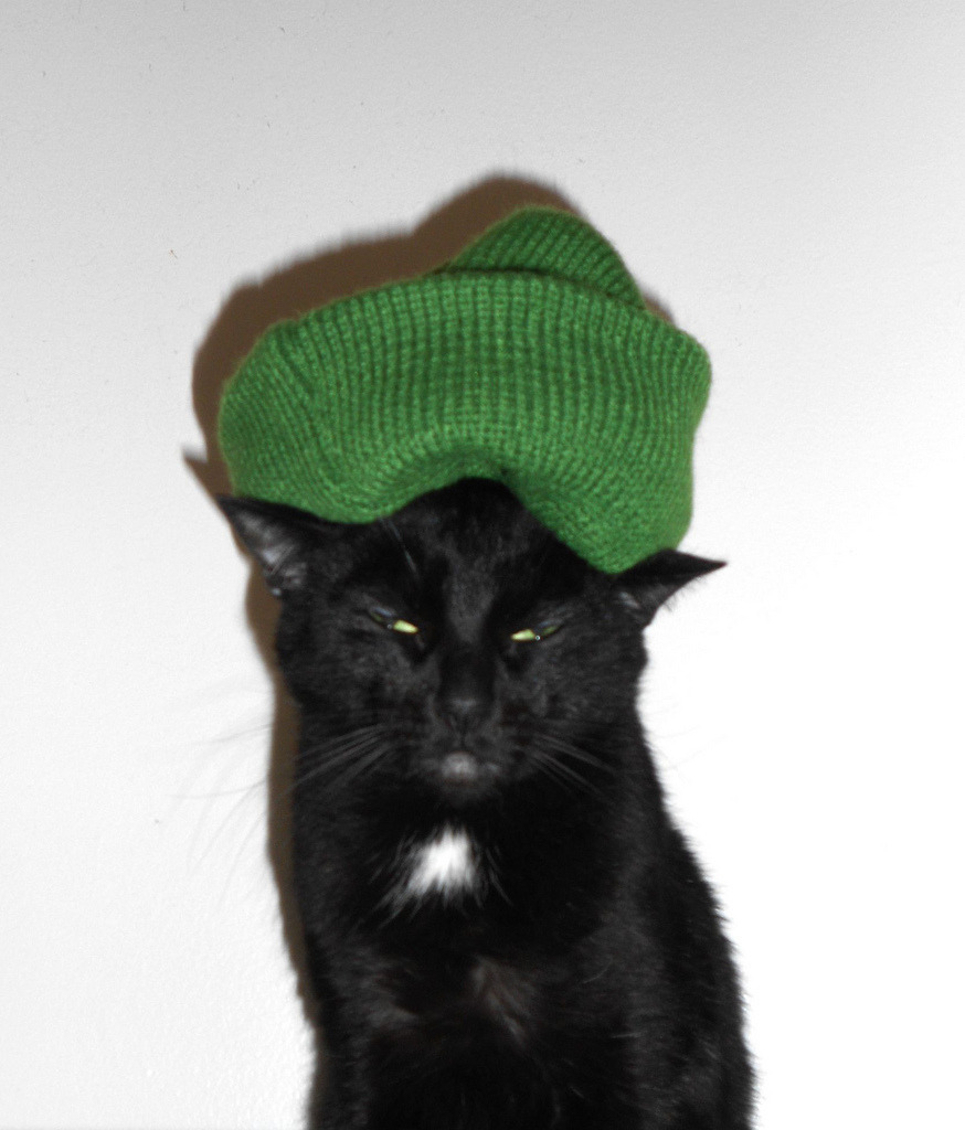 Cat 81