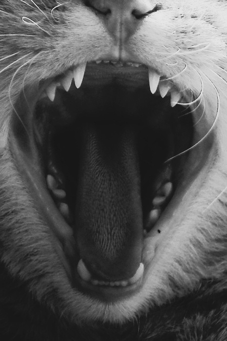Cat 82