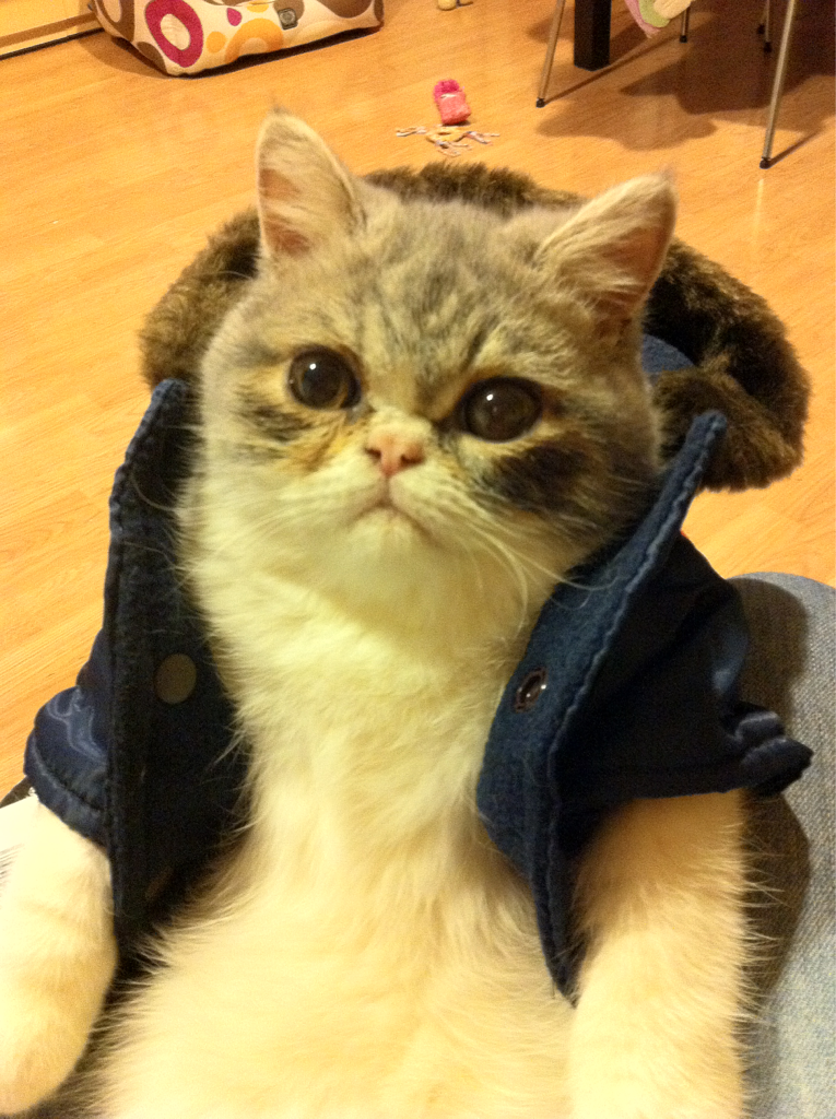 Cat 444