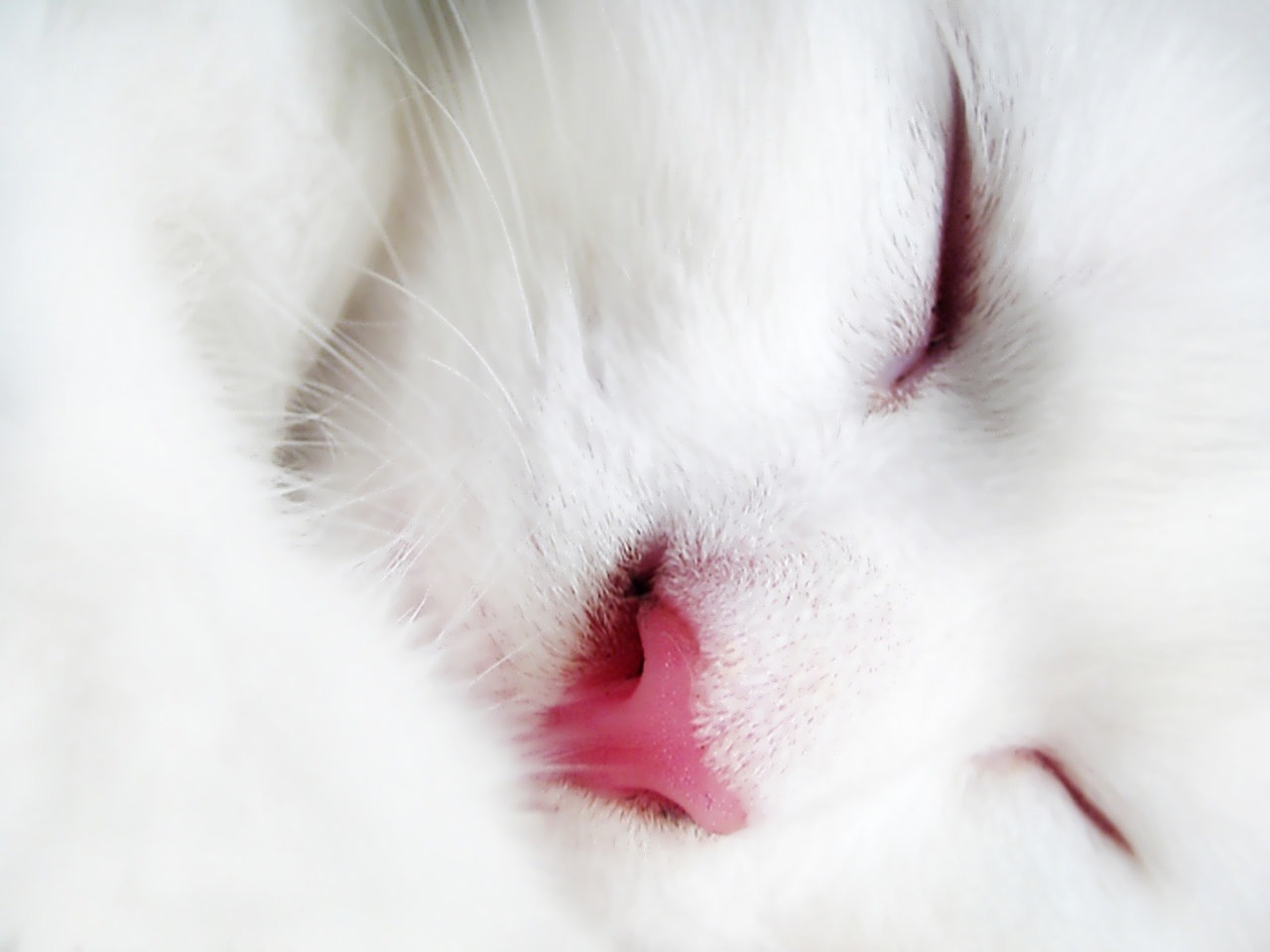 Cat 84