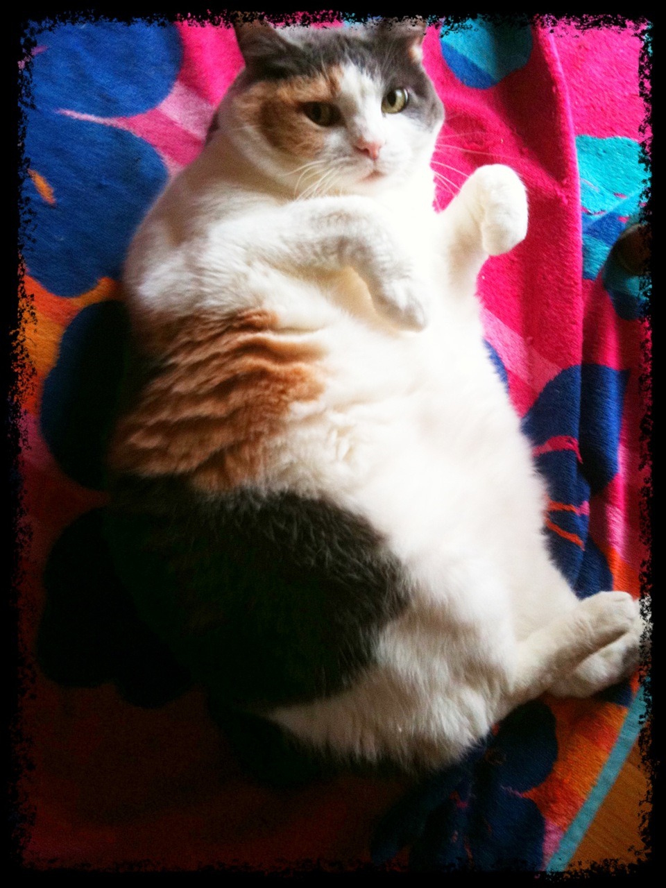 Cat 85