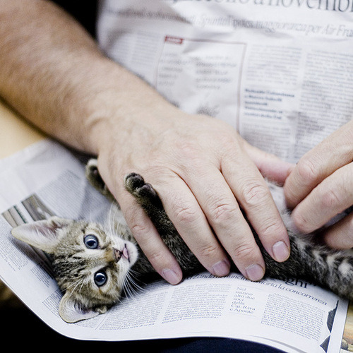 Cat 87
