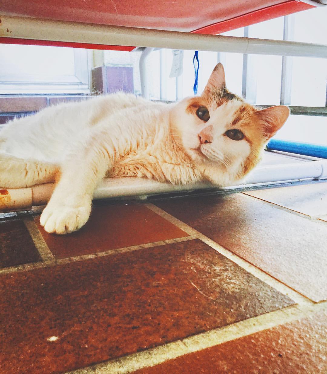 Cat 88